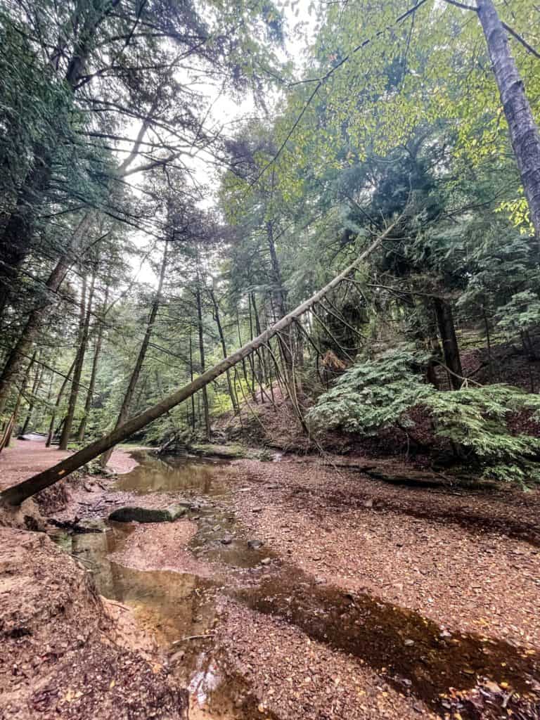 Hiking trail to Cedar Falls in Hocking Hills