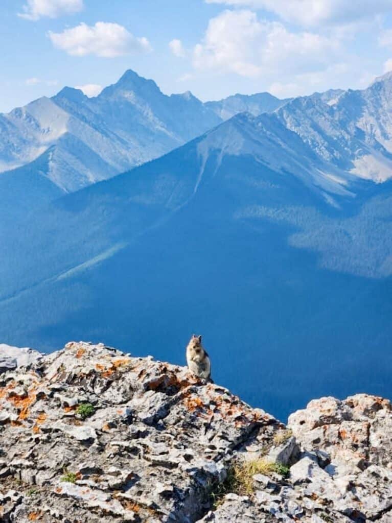 View of mountains and ground squirrel from summit of Sulpher Mountain, Banff Gondola
